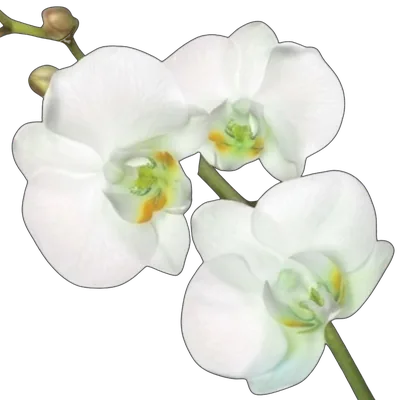 Lavana Spa